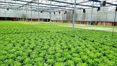 Chương trình phát triển nông nghiệp đô thị trên địa bàn TPHCM giai đoạn 2026 – 2030