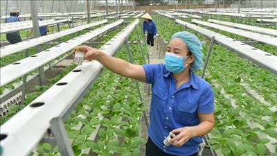 Hà Nội ban hành chính sách hỗ trợ các dự án nông nghiệp xanh