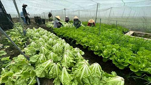 TPHCM phát triển các vùng sản xuất rau an toàn, tập trung, bảo đảm truy xuất nguồn gốc