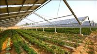 Khởi động dự án Canh tác nông nghiệp kết hợp điện mặt trời cho nông thôn Việt Nam