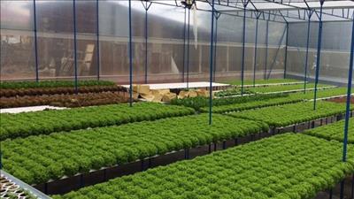 Doanh nghiệp Việt - Hàn hợp tác làm nông nghiệp ứng dụng công nghệ thông minh