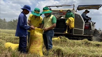 Chương trình canh tác lúa “thông minh”: Tăng năng suất, thích ứng biến đổi khí hậu