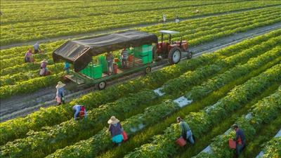 Phê duyệt Đề án phát triển nông nghiệp hữu cơ giai đoạn 2020 - 2030