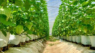 Phấn đấu giá trị gia tăng khu vực nông, lâm nghiệp, thủy sản đạt 4% trở lên