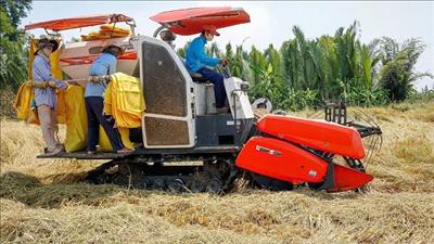 Thị trường cho gạo phát thải thấp