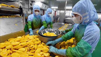 Xuất khẩu nông, lâm, thủy sản trong 10 tháng đạt hơn 58 tỷ USD