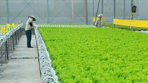 Tạo điều kiện để doanh nghiệp tiên phong áp dụng kinh tế tuần hoàn, nâng cao giá trị nông sản