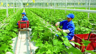 Hỗ trợ doanh nghiệp xây dựng chuỗi giá trị nông sản toàn cầu