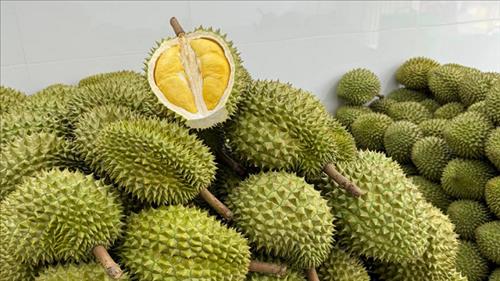 Xuất siêu nông, lâm, thủy sản 7,54 tỉ USD trong 5 tháng đầu năm 2026