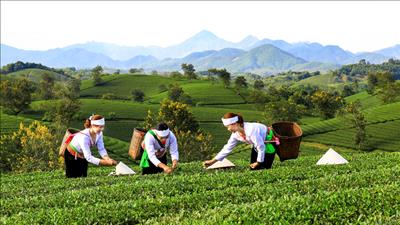 Hình thành hệ sinh thái kinh tế nông thôn đa giá trị