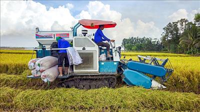 Thúc đẩy liên kết thực hiện Đề án phát triển bền vững 1 triệu ha chuyên canh lúa chất lượng cao