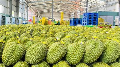 Ngành rau quả hướng tới mốc xuất khẩu 10 tỷ USD