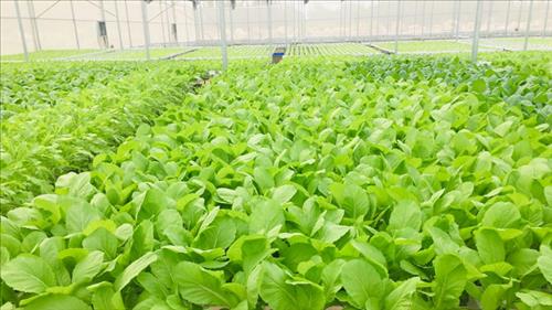 Xây dựng tiêu chuẩn quốc gia về quy trình sản xuất, sơ chế rau an toàn