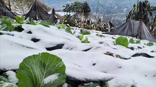 Chủ động ứng phó với rét đậm, rét hại và gió mạnh trên biển