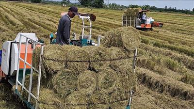 Phát triển kinh tế tuần hoàn từ rơm rạ