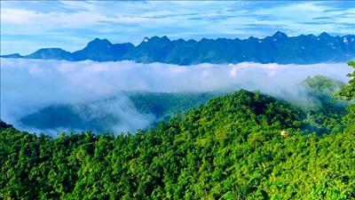 Nỗ lực phục hồi rừng bằng cây bản địa