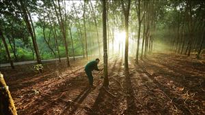 Ứng phó với quy định chống phá rừng của EU