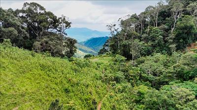 Xây dựng tiêu chuẩn tín chỉ carbon rừng