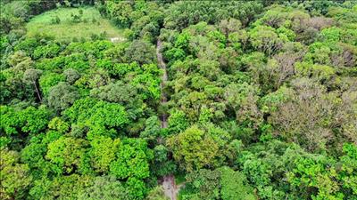 Cả nước đã trồng được khoảng 285.000ha rừng trong năm 2025