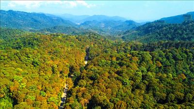 Khởi động sáng kiến hơn 100 triệu USD hỗ trợ bảo vệ rừng và cải thiện sinh kế nông thôn