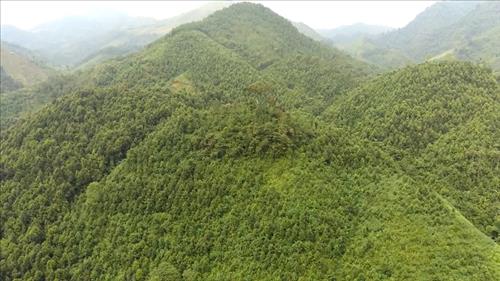 Khai thác tài nguyên rừng góp phần phát triển kinh tế bền vững