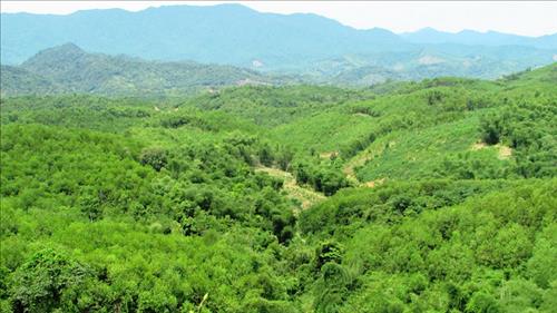 Quỹ Khí hậu Xanh tài trợ 1.900 tỷ đồng cho dự án giảm phát thải và bảo vệ rừng tại Việt Nam