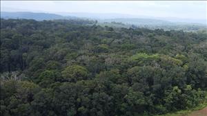 Tiếp tục triển khai có hiệu quả các biện pháp phòng cháy, chữa cháy rừng