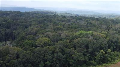 Tiếp tục triển khai có hiệu quả các biện pháp phòng cháy, chữa cháy rừng