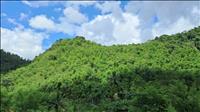 Hoàn thiện hành lang pháp lý để thúc đẩy phát triển thị trường carbon rừng