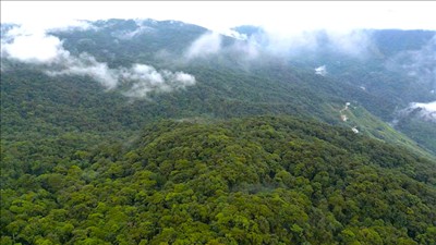 Phê duyệt đề án phát triển và quản lý tín chỉ carbon rừng trên địa bàn thành phố Đà Nẵng