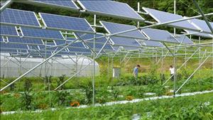 Kết hợp mô hình chăn nuôi gia súc để giải quyết cỏ dại mọc trong dự án năng lượng mặt trời quy mô 54km2