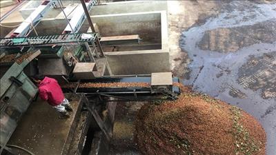 Thành lập đoàn thanh tra xử lý kịp thời cơ sở nông sản vi phạm môi trường