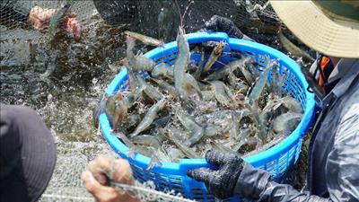 Triển khai chương trình tín dụng 100.000 tỷ đồng đối với lĩnh vực nông, lâm, thủy sản