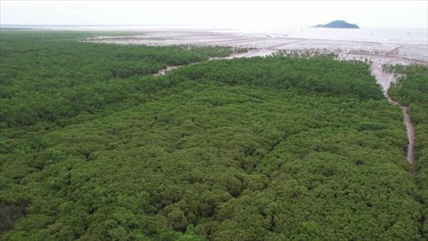 Lâm nghiệp: Phát triển thị trường tín chỉ carbon từ định danh lô rừng