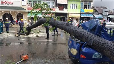 TP HCM rà soát, kiểm tra cây xanh trên địa bàn khi mùa mưa bão sắp tới