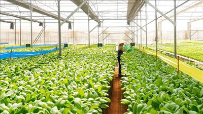 TPHCM chuyển đổi hệ thống sản xuất trồng trọt theo hướng phát thải thấp, kinh tế tuần hoàn