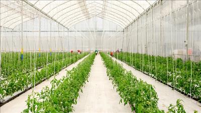 Trồng trọt giảm phát thải, góp phần thúc đẩy nông nghiệp phát triển bền vững