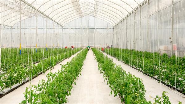 Trồng trọt giảm phát thải, góp phần thúc đẩy nông nghiệp phát triển bền vững