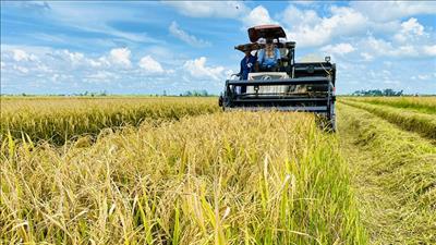 Triển khai Đề án sản xuất giảm phát thải trong lĩnh vực trồng trọt