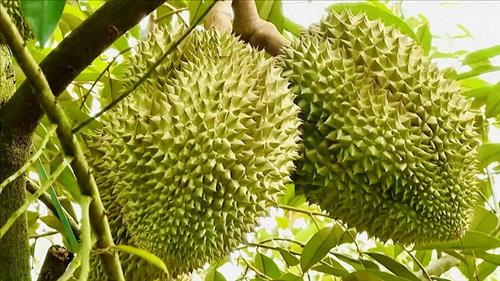 Quản lý mã số vùng trồng, nâng cao chất lượng nông sản xuất khẩu