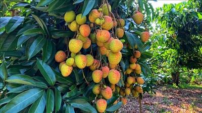 Bắc Giang: Xuất vải thiều sớm đến thị trường Nhật Bản