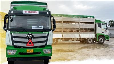 THILOGI đẩy mạnh dịch vụ vận chuyển gia súc