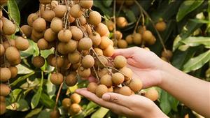 Công bố 5 di sản văn hóa phi vật thể quốc gia mới