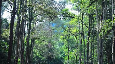 Vườn quốc gia Pù Mát đón nhận danh hiệu Vườn di sản ASEAN