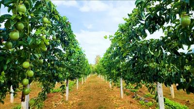 Xuất khẩu rau quả sang EU tăng gấp 3 lần sau 4 năm