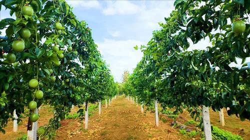 Xuất khẩu rau quả sang EU tăng gấp 3 lần sau 4 năm