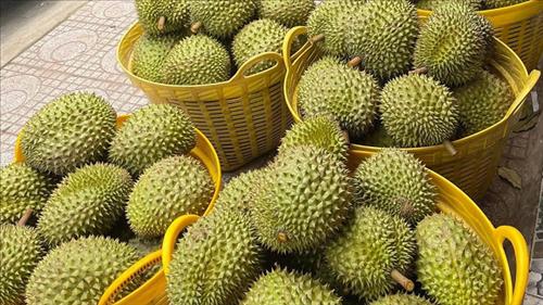 Xuất khẩu sầu riêng trong quý I/2026 có thể sớm cán mốc 1 tỷ USD