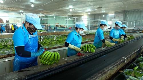 Kim ngạch xuất khẩu nông lâm thủy sản 2 tháng đầu năm đạt khoảng 11,3 tỷ USD