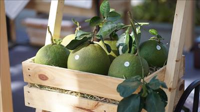 Ký nghị định thư về xuất khẩu bưởi và chanh sang Trung Quốc