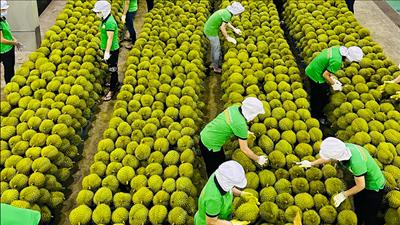 Tổng kim ngạch xuất khẩu nông, lâm, thủy sản quý I/2025 đạt 15,72 tỷ USD